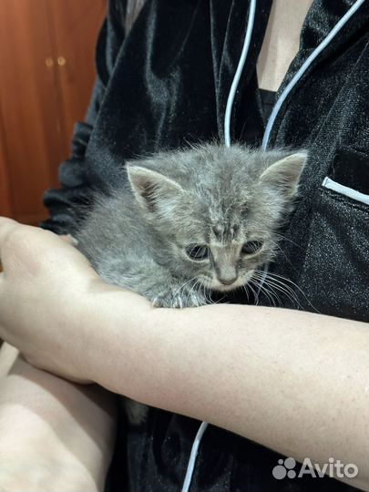 Котята бесплатно