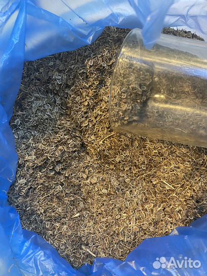 Семена укропа