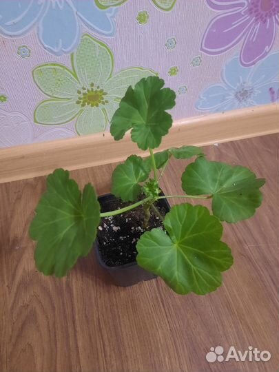 Пеларгония герань сортовая