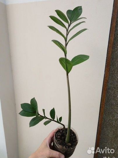 Растения, цветы, Замиокулькас, долларовое дерево