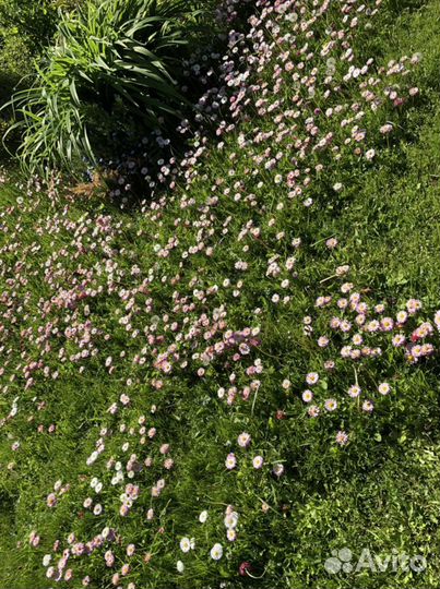 Маргаритки