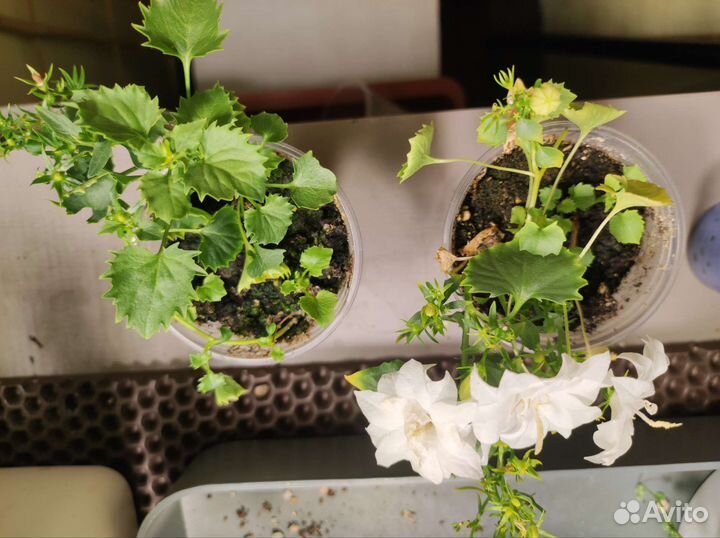 Кампанула невеста махровая