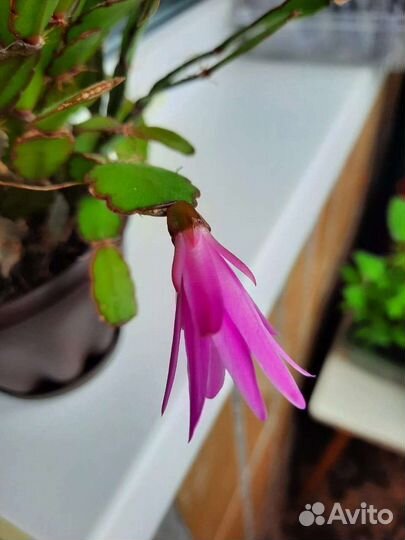 Рипсалидопсис