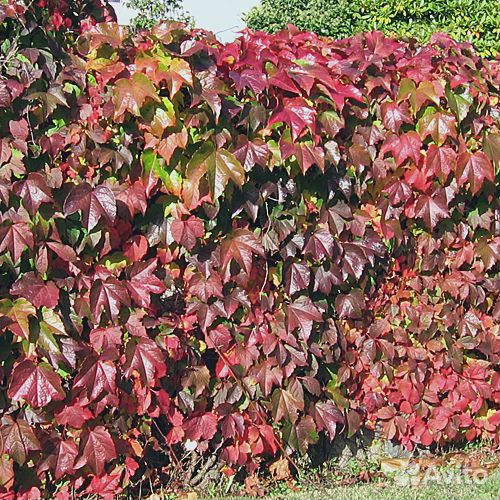 Саженцы девичий виноград