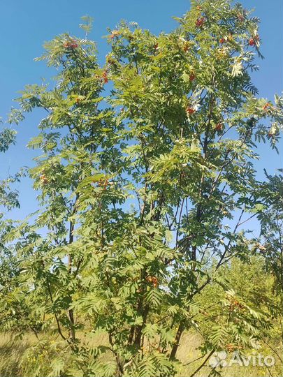 Рябина кустовая 4-5м