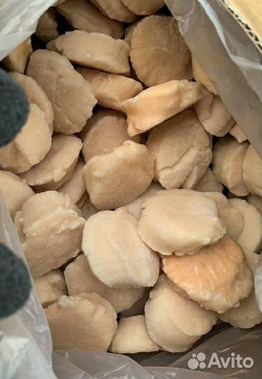 Гребешок Сахалин