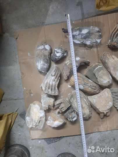 Зуб мамонта