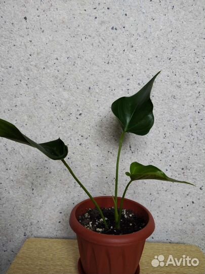 Алоэ, антуриум