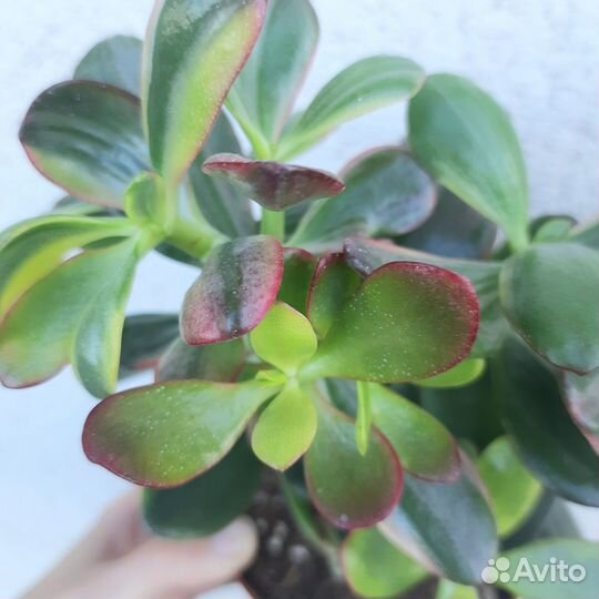 Толстянка Вариегата / Крассула / Денежное дерево