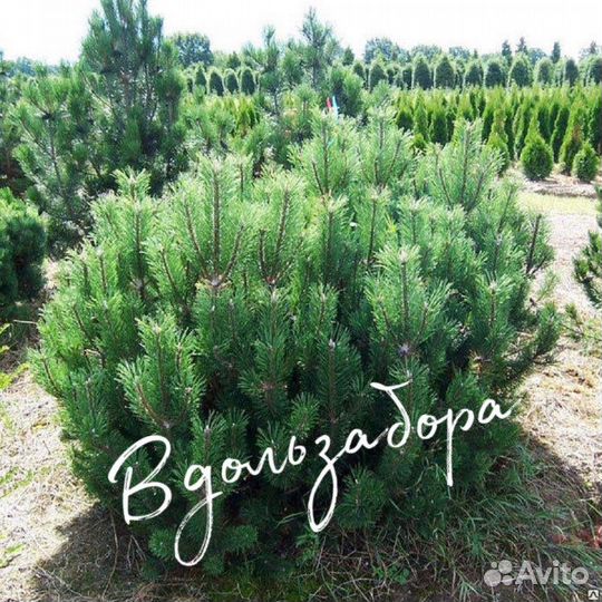 Саженцы сосны горной