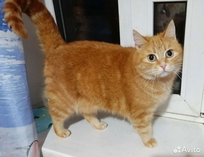 Кошки бесплатно