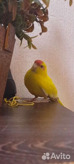 Какарик- Самка 6 месяцев