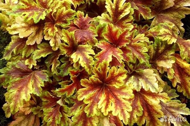 Набор гейхер 10 сортов