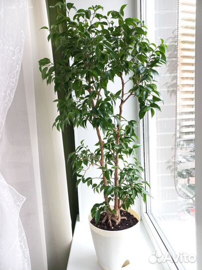 Фикус бенджамина Наташа взрослое
