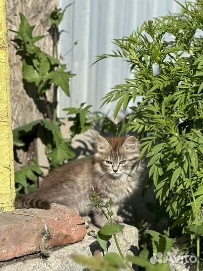 Котята в добрые руки бесплатно