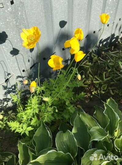 Мак гималайский