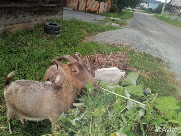 Две козы и один козлёнок