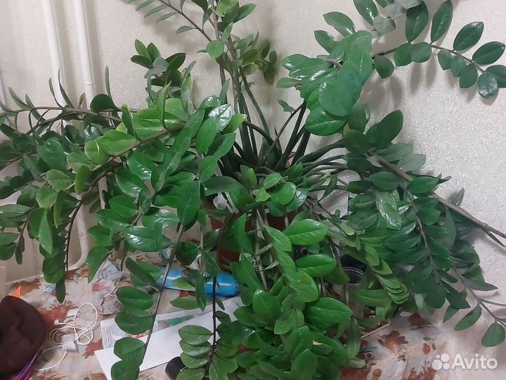 Замиокулькас