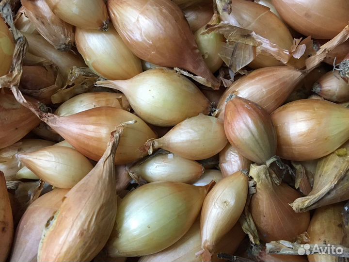 Геркулес (Голландия)