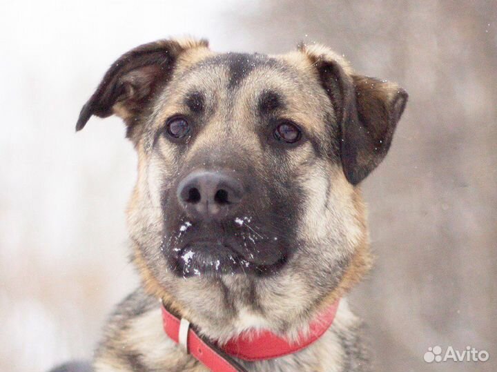Скромная собака в дар