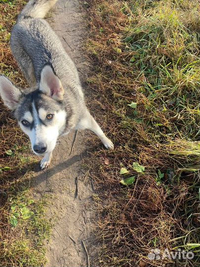 Сибирский хаски