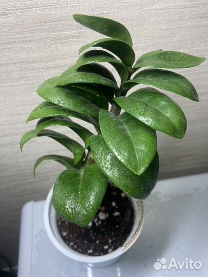 Замиокулькас Зензи,Филодендроны,цикас,герань