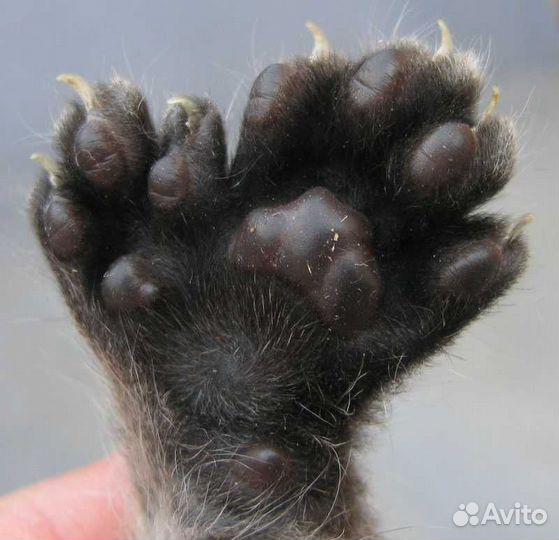 Мейнкун полидакты и классики котята и вязка