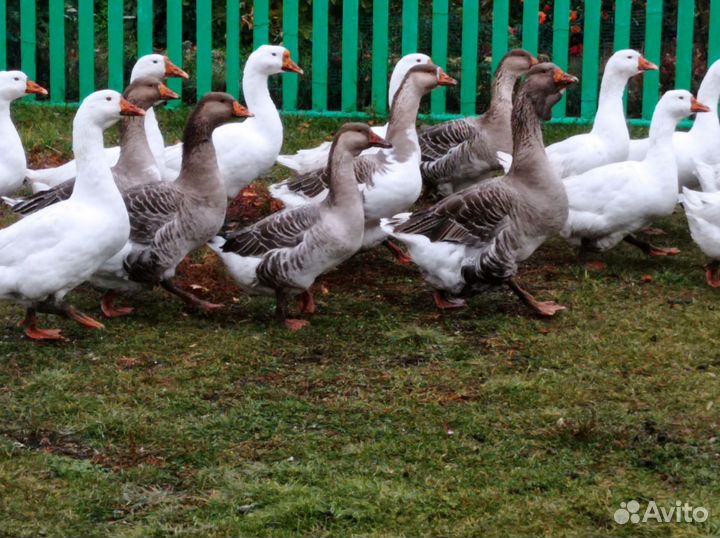 Гуси Холмогор+тулуз, линда