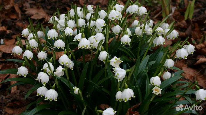 Подснежники луковицы