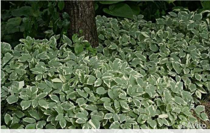 Сныть пестролистная