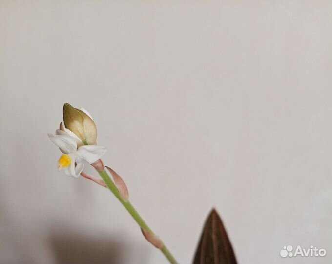 Орхидея лудизия