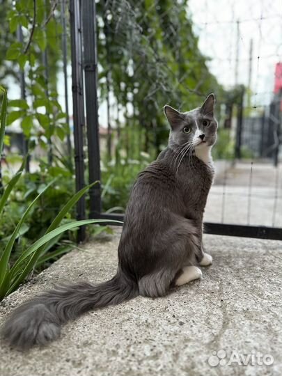 Сибирский кот ищет кошку для продолжения рода)