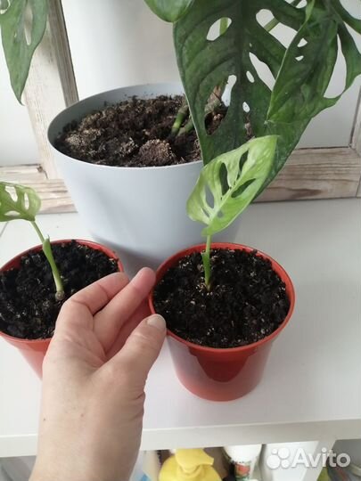 Монстера манки