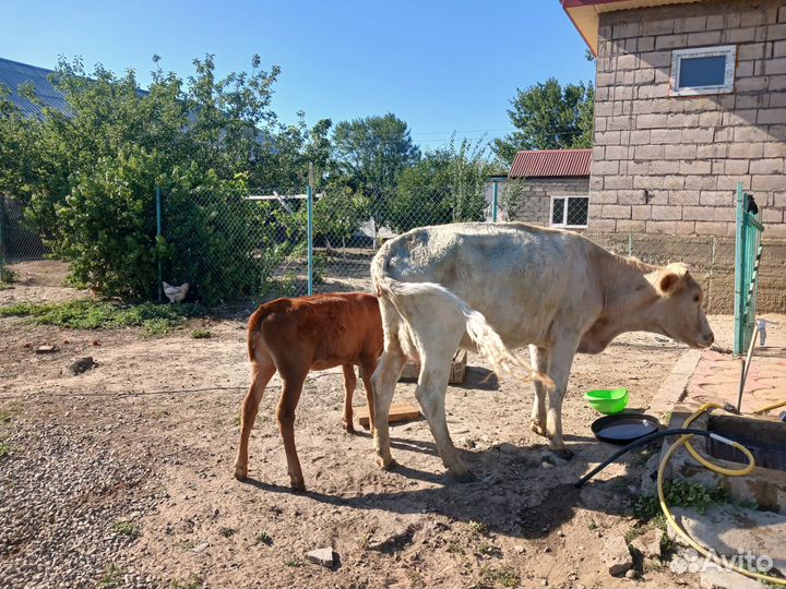 Корова с теленком