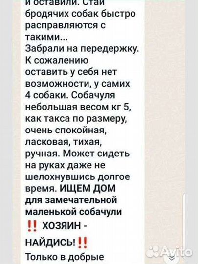 Собака ищет дом