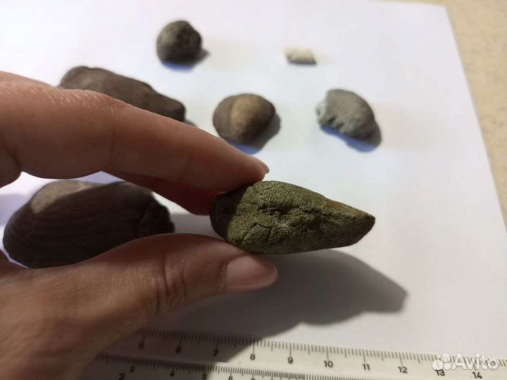 Окаменелости