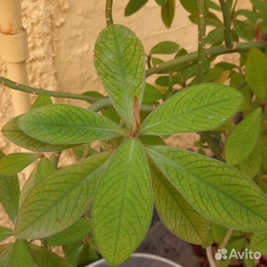 Синадениум (молочай) Гранта