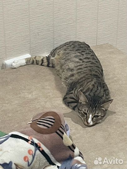Отдам кошечку в добрые руки