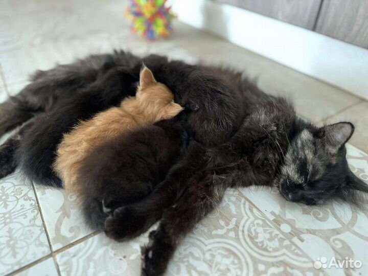 Котята отдам бесплатно