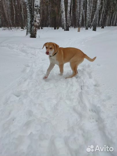 Собака