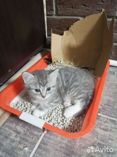 Шотландские котята