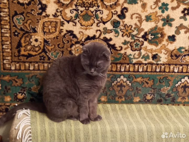 Шотландская вислоухая кошка