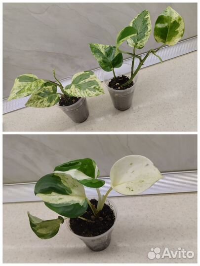 Сциндапсусы, Сингониумы, Филодендроны