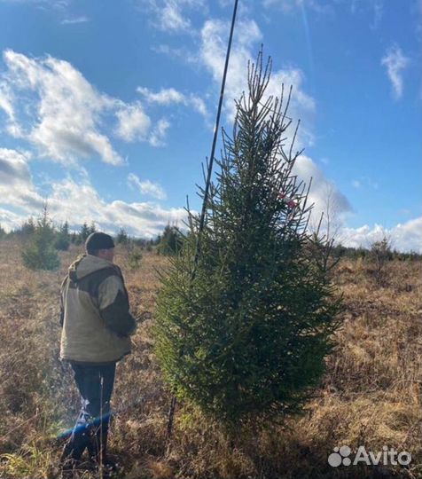 Саженцы ели