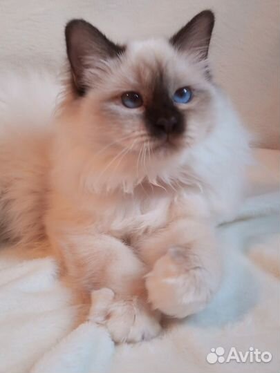 Священная бирма-девочка