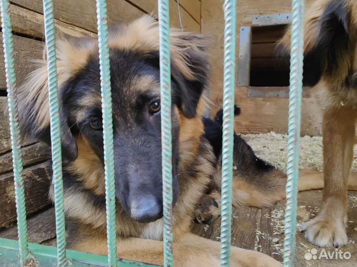 Юный красавец Шкипер. Приют Некрасовка-не приговор