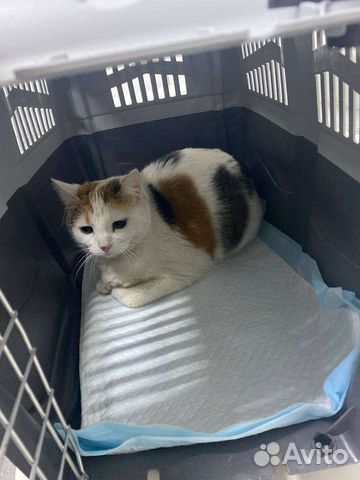 Цветная кошечка на счастье