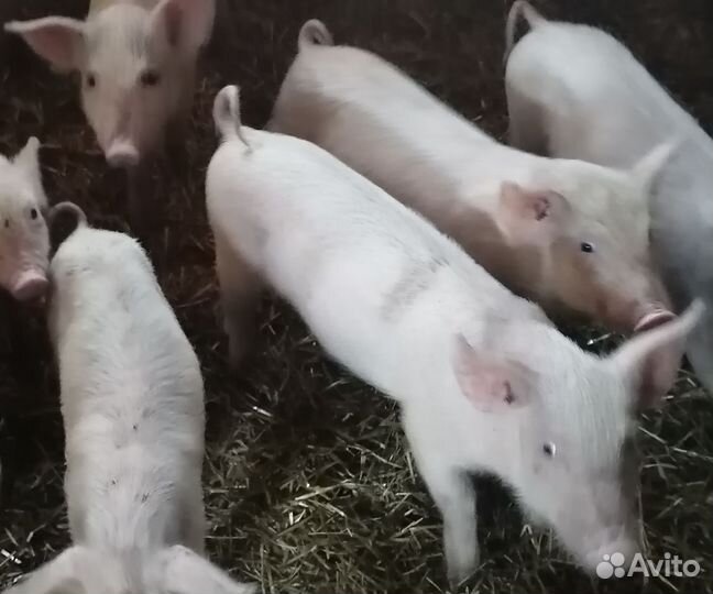 Поросята ландрас