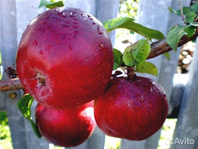 Продажа саженцев питомник Тимирязевский