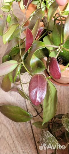 Хойа набор из 10 срезов